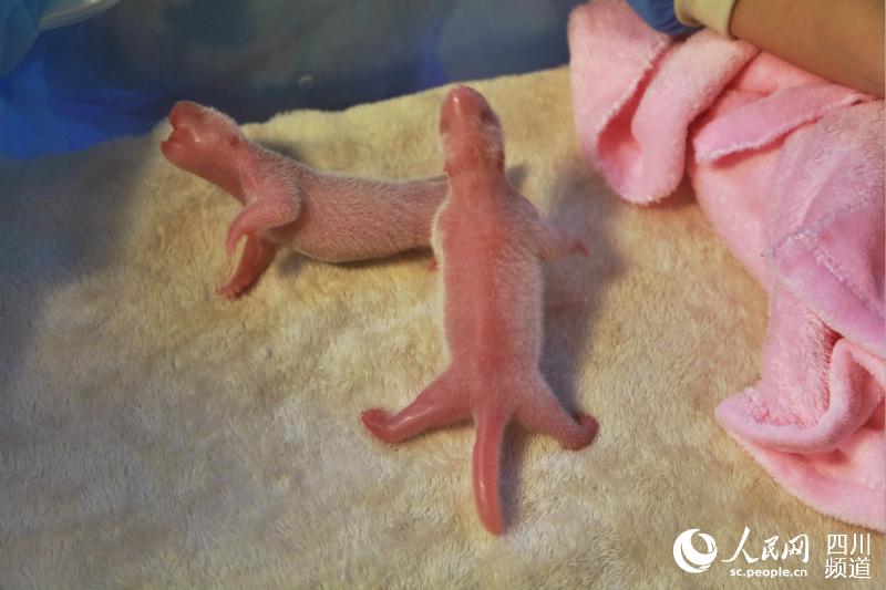 Ginat Panda in Chengdu gives birth to first pigeon pair of the year