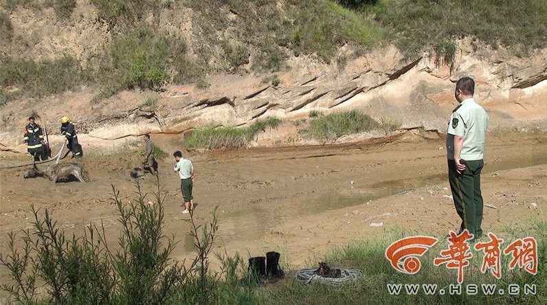 Firefighters salvage donkeys stuck in mud