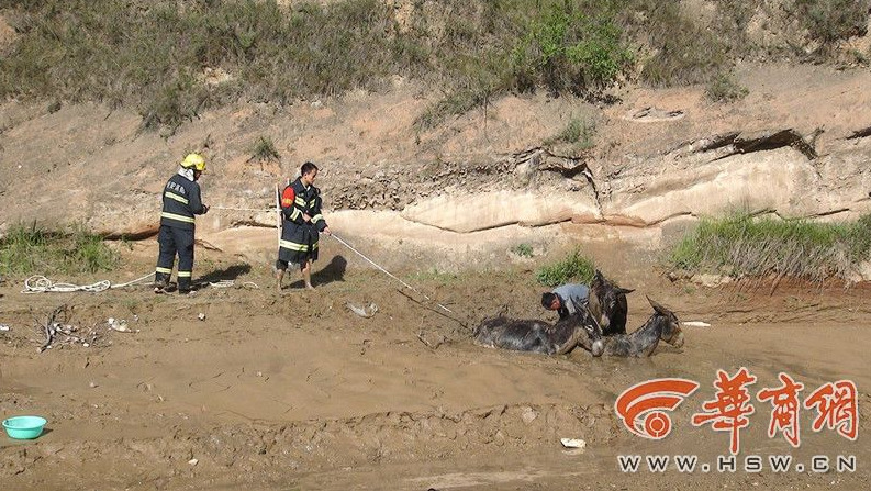 Firefighters salvage donkeys stuck in mud