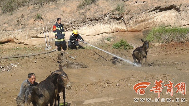 Firefighters salvage donkeys stuck in mud