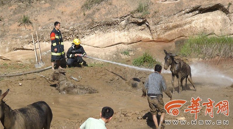 Firefighters salvage donkeys stuck in mud