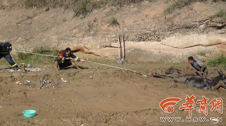 Firefighters salvage donkeys stuck in mud