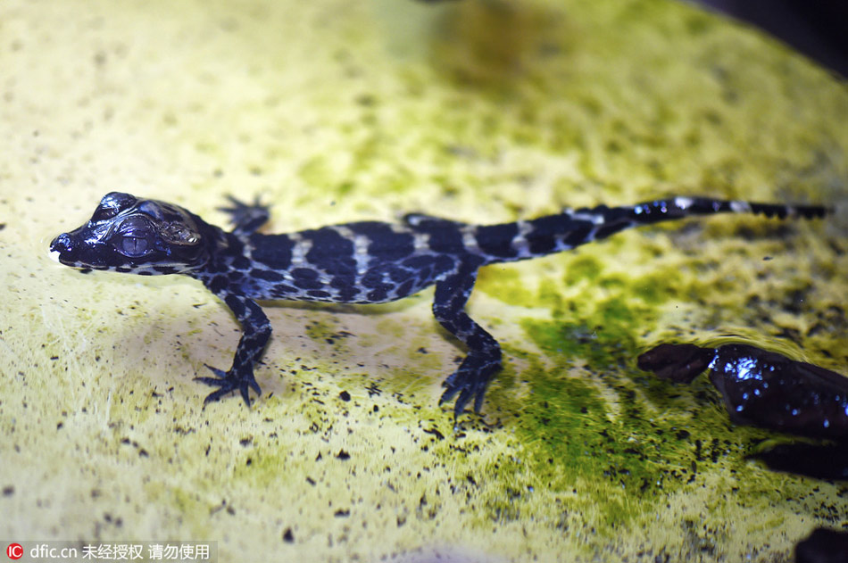 First baby dwarf crocodiles hatched in the U.K. in 18 years