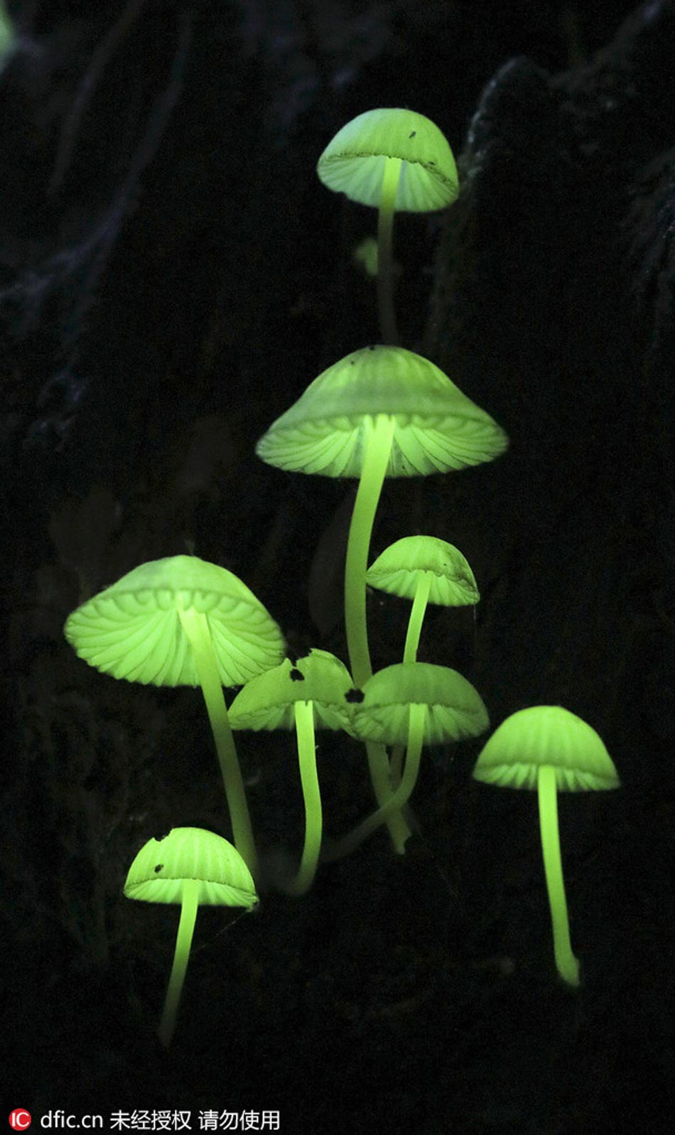 Luminous mushrooms in Japan