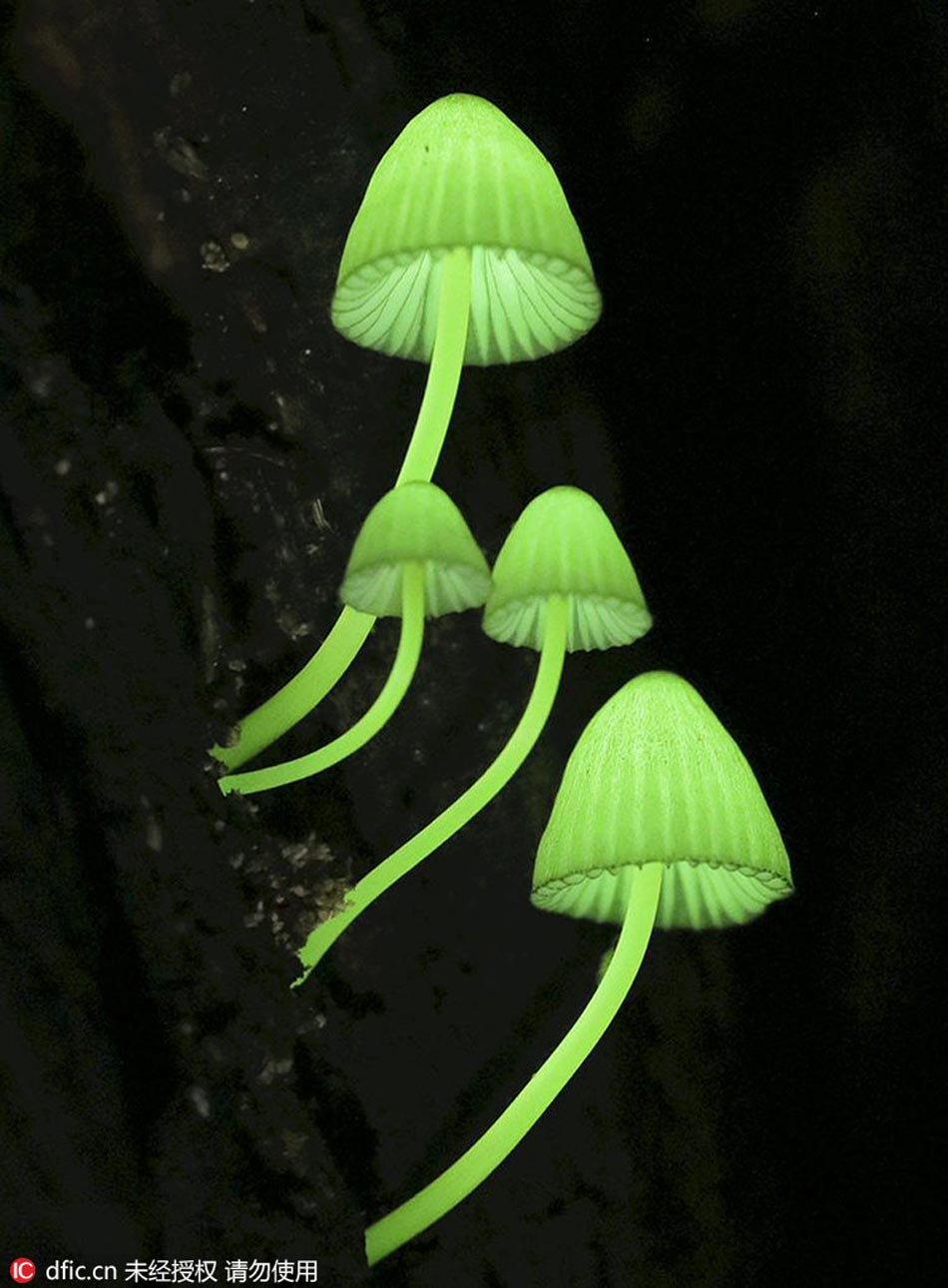 Luminous mushrooms in Japan