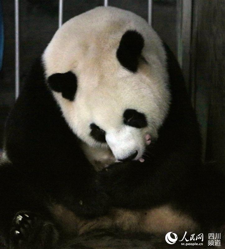 Giant panda twins born in SW China