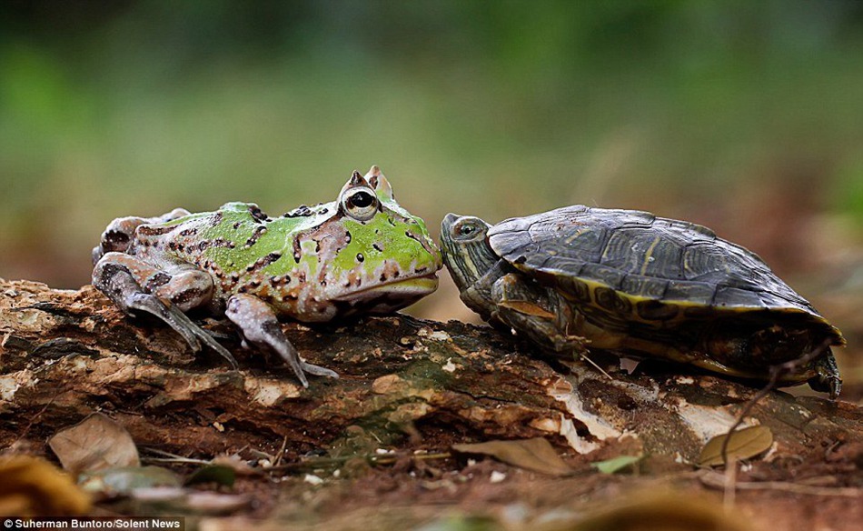 You're so slow! -- Frog pushes turtle to make it move faster