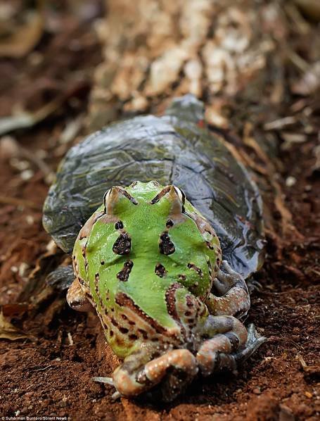 You're so slow! -- Frog pushes turtle to make it move faster