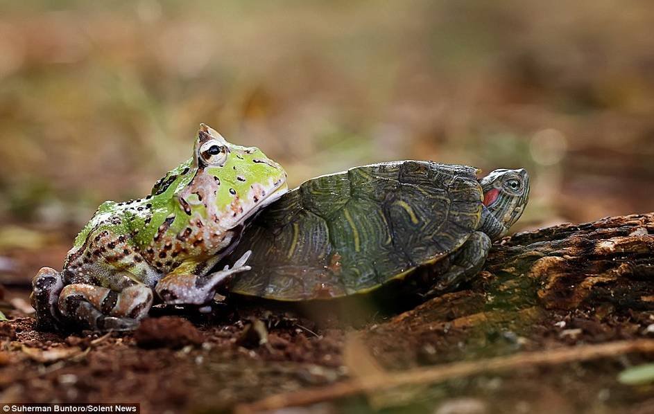 You're so slow! -- Frog pushes turtle to make it move faster