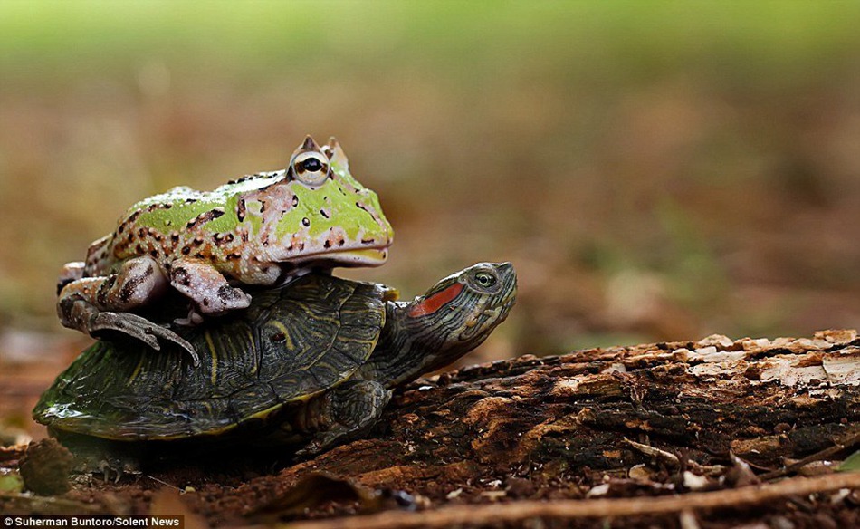 You're so slow! -- Frog pushes turtle to make it move faster