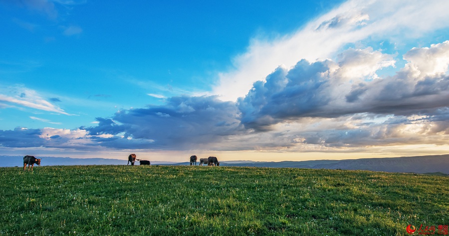 Idyllic grassland prairie in Xinjiang