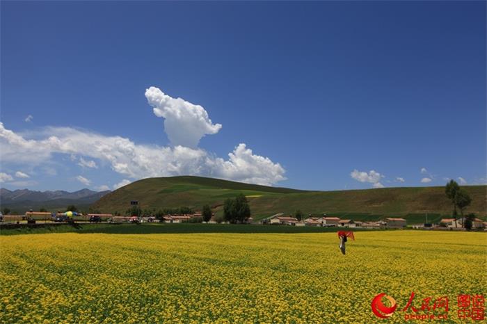 Rape flowers expected to bloom any day now in Menyuan County