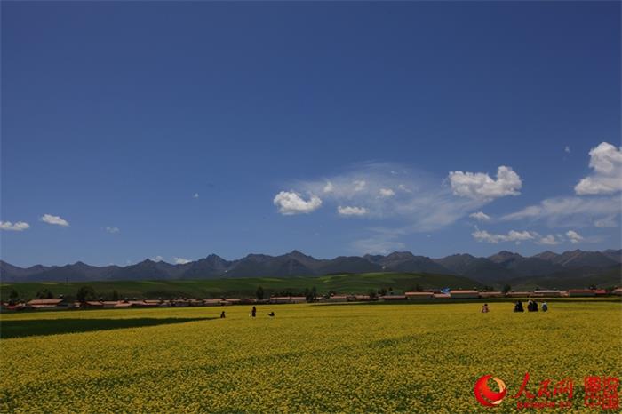 Rape flowers expected to bloom any day now in Menyuan County