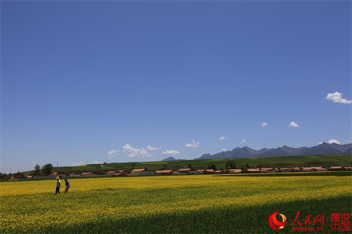 Rape flowers expected to bloom any day now in Menyuan County