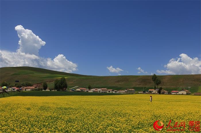 Rape flowers expected to bloom any day now in Menyuan County