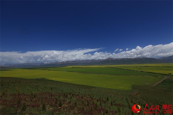 Rape flowers expected to bloom any day now in Menyuan County