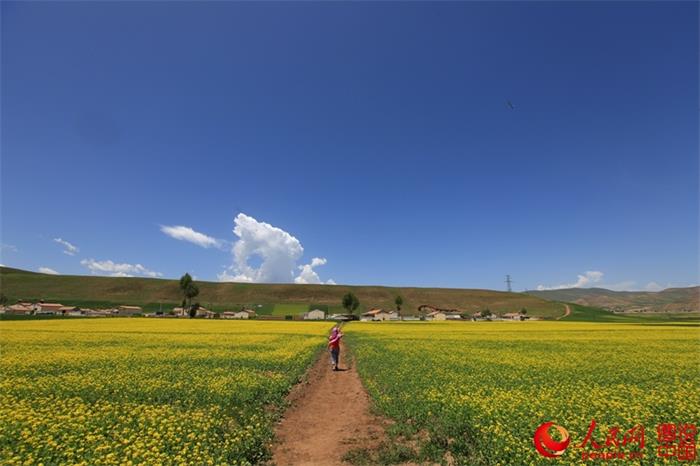 Rape flowers expected to bloom any day now in Menyuan County