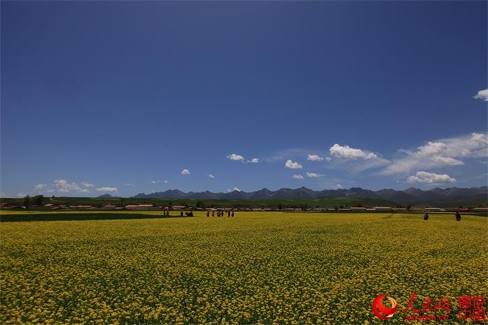 Rape flowers expected to bloom any day now in Menyuan County