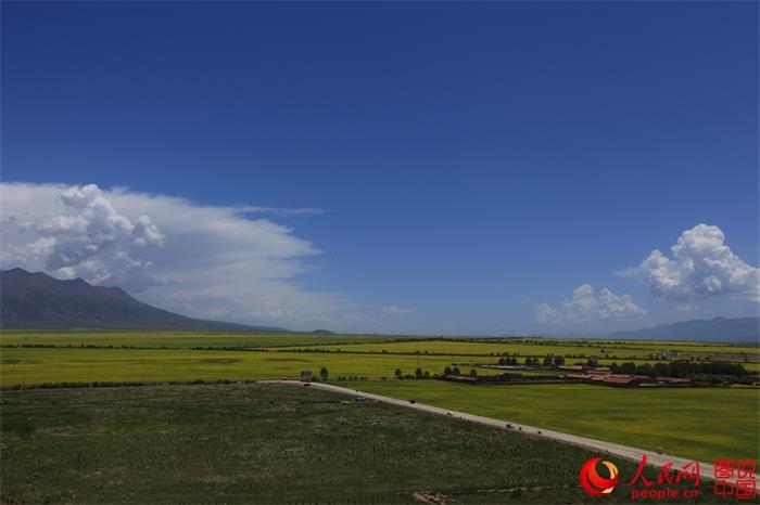 Rape flowers expected to bloom any day now in Menyuan County