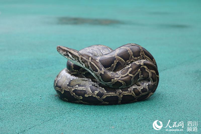 4.2-meter-long python caught in orchard in Sichuan - People's Daily Online