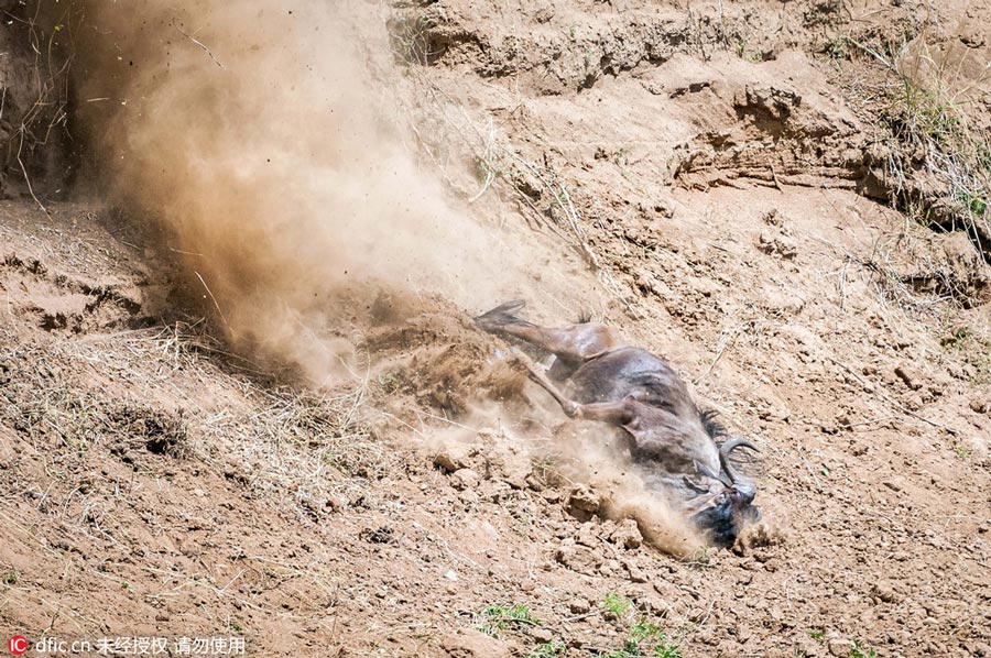 Photos: Wildebeest migration in Kenya