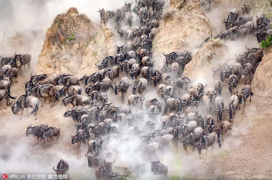 Photos: Wildebeest migration in Kenya