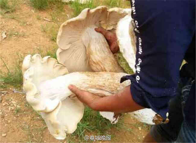 Giant wild funguses found in Yunnan