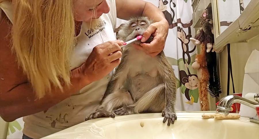 Elderly monkey maintains excellent oral hygiene