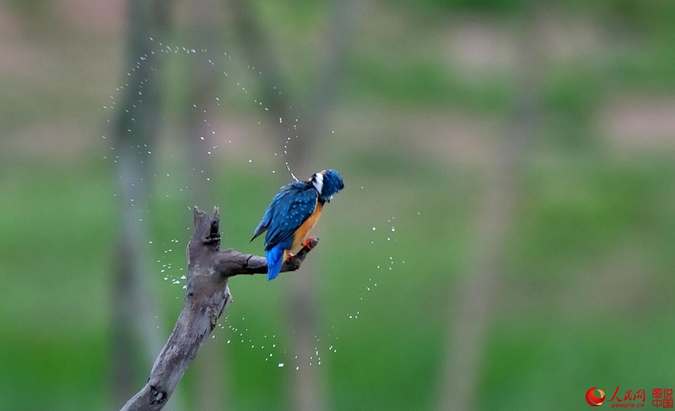 Birds in northern China's Fenhe Wetland