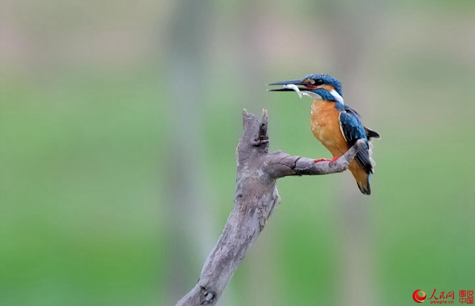 Birds in northern China's Fenhe Wetland