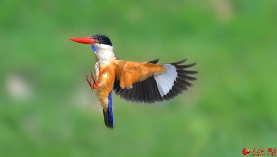 Birds in northern China's Fenhe Wetland