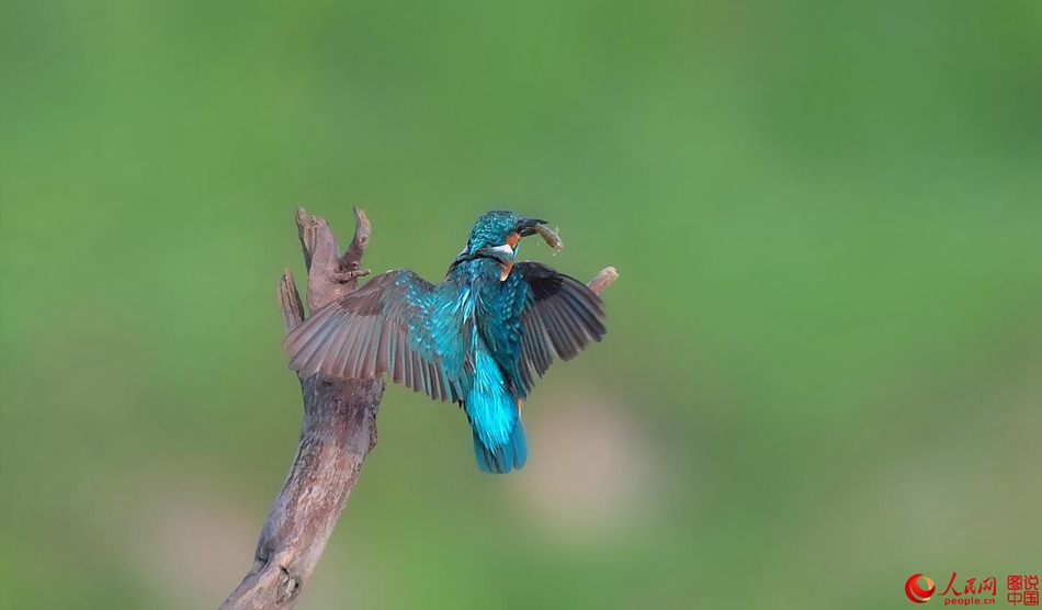 Birds in northern China's Fenhe Wetland