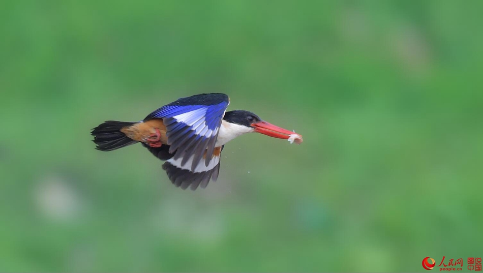 Birds in northern China's Fenhe Wetland