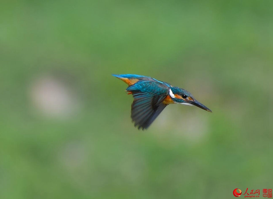 Birds in northern China's Fenhe Wetland