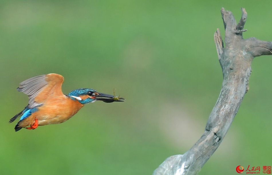 Birds in northern China's Fenhe Wetland