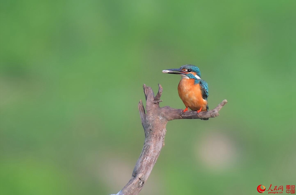 Birds in northern China's Fenhe Wetland