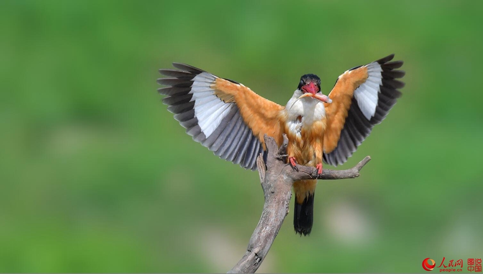 Birds in northern China's Fenhe Wetland