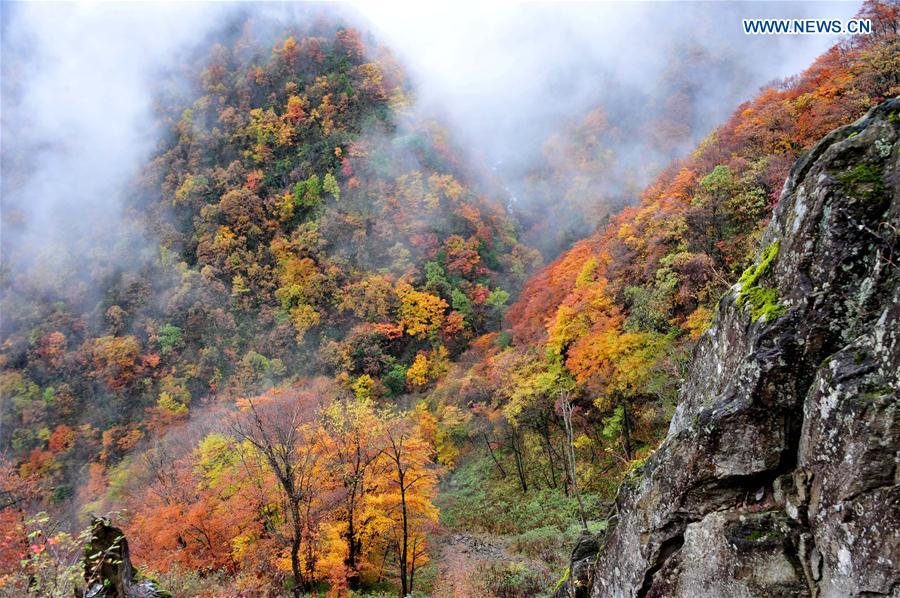China's Hubei Shennongjia added to World Heritage List