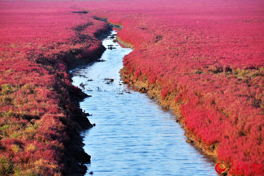 Unique red beach in Liaoning