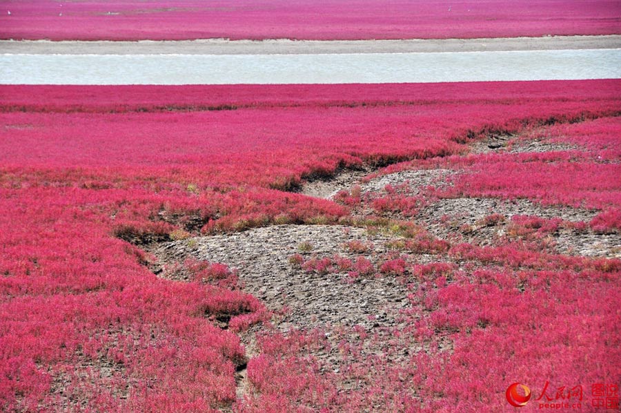 Unique red beach in Liaoning