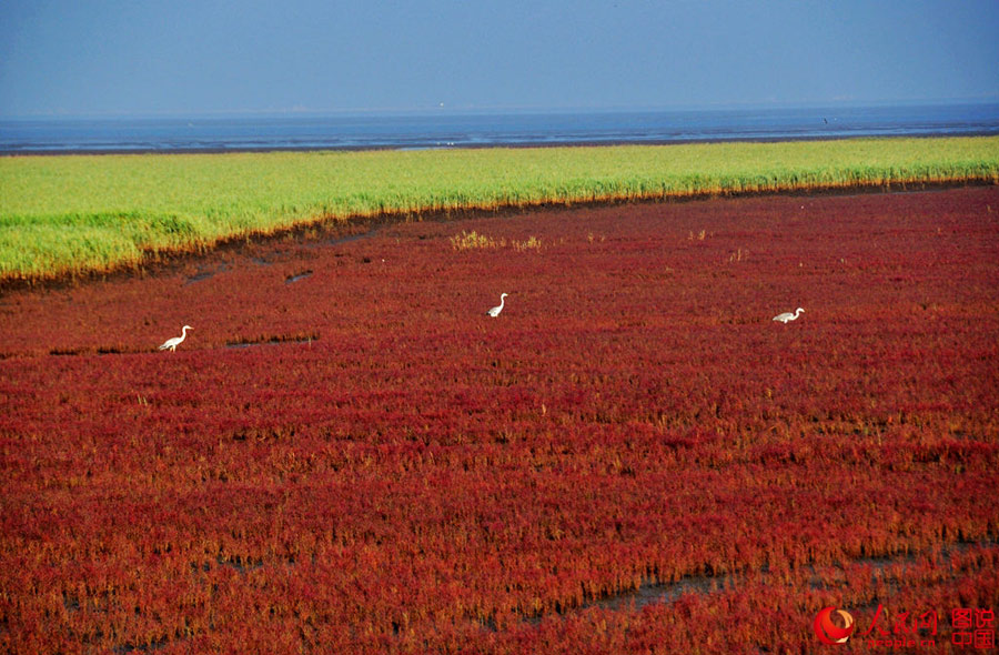 Unique red beach in Liaoning