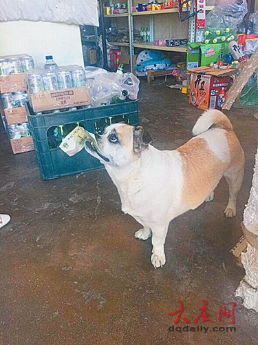 Brilliant dog goes shopping by itself