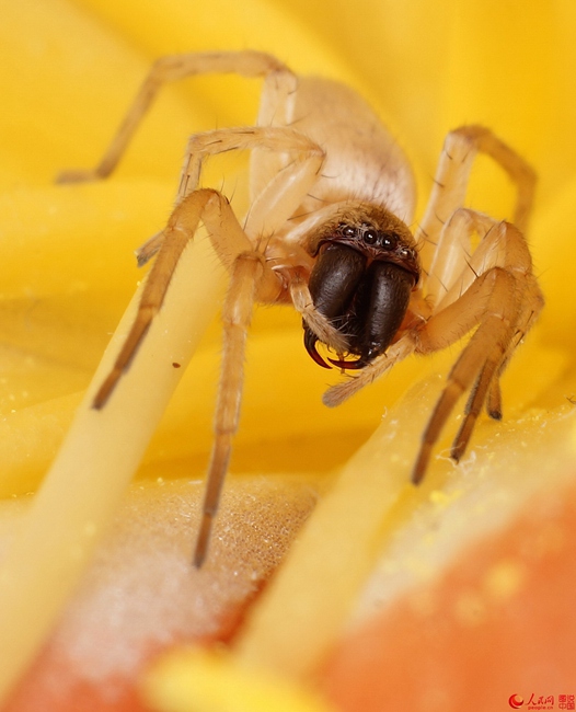 Insects under a micro lens