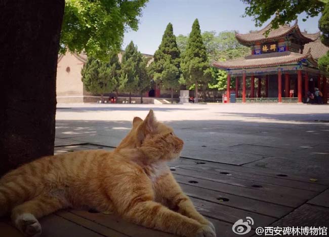 Stray cats face expulsion from Xi'an history museum, netizens up in arms