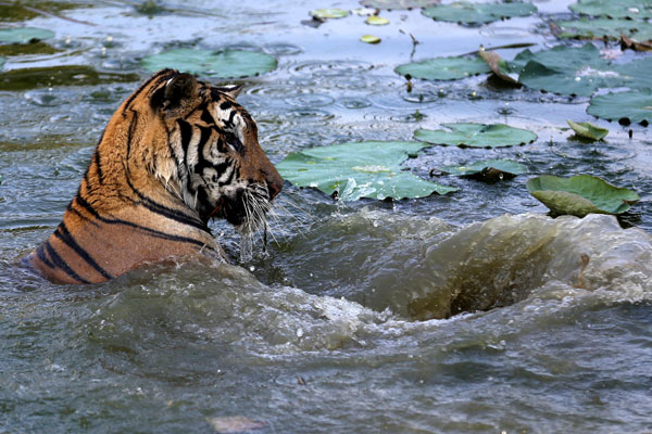 Zoo animals keep their cool as heat persists