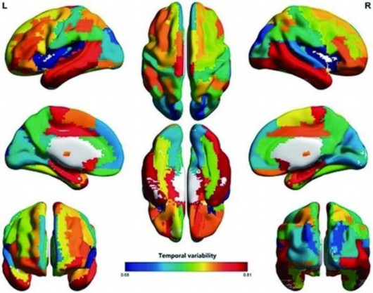 Chinese university maps out brain functional network