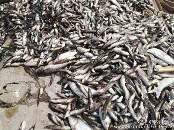 15,000 kilograms of fish die in Sichuan's scorching heat