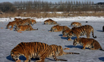  Legalization of tiger product trade slammed by environmentalists