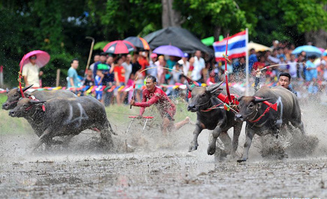 Annual buffalo racing held in Thailand