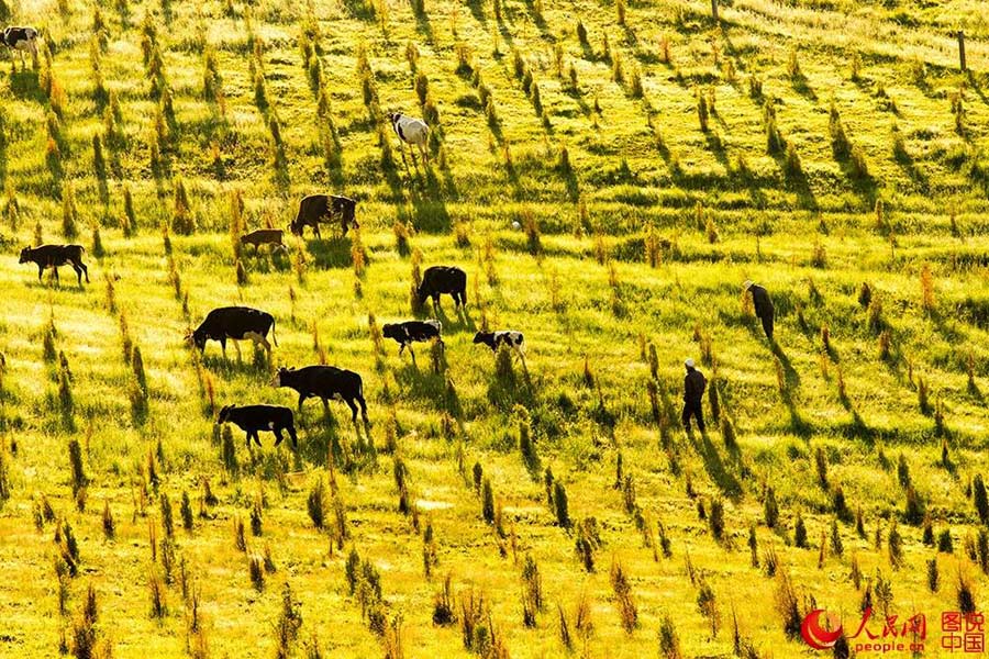 Sea of rapeseed blossoms in Menyuan